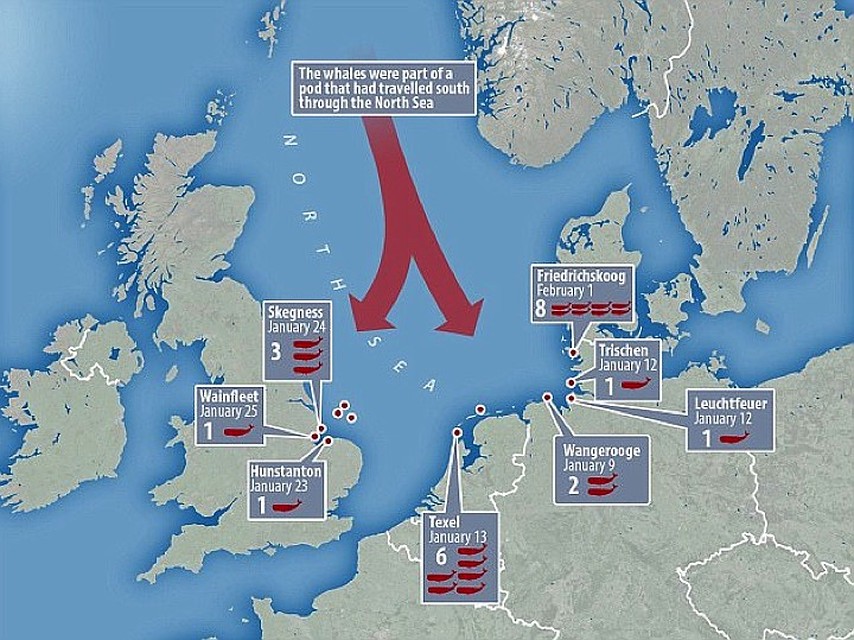 Места массовой гибели кашалотов. Красные стрелки - их путь из НОрвежского моря. 