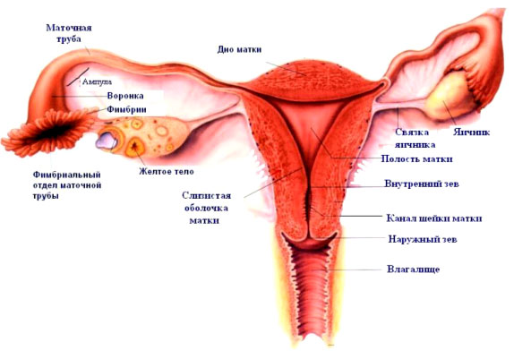 строение женского организма гинекология