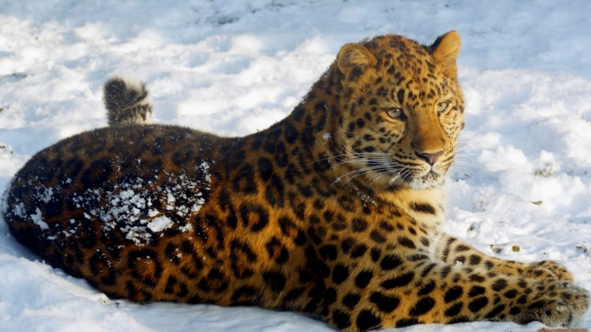 Дальневосточный (амурский) леопард 