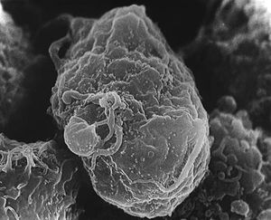 Human Immunodeficency Virus - stylized rendering.jpg
