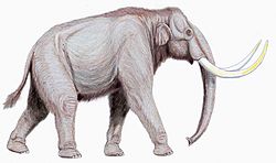 Woolly mammoth (Mammuthus primigenius) - Mauricio Antón.jpg