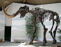 Woolly mammoth (Mammuthus primigenius) - Mauricio Antón.jpg