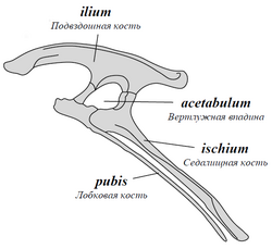 Ornithischia pelvis ru.png