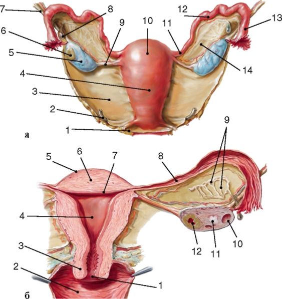 Яичники у женщин расположение. Матка малый таз анатомия. Женский яичник анатомия.