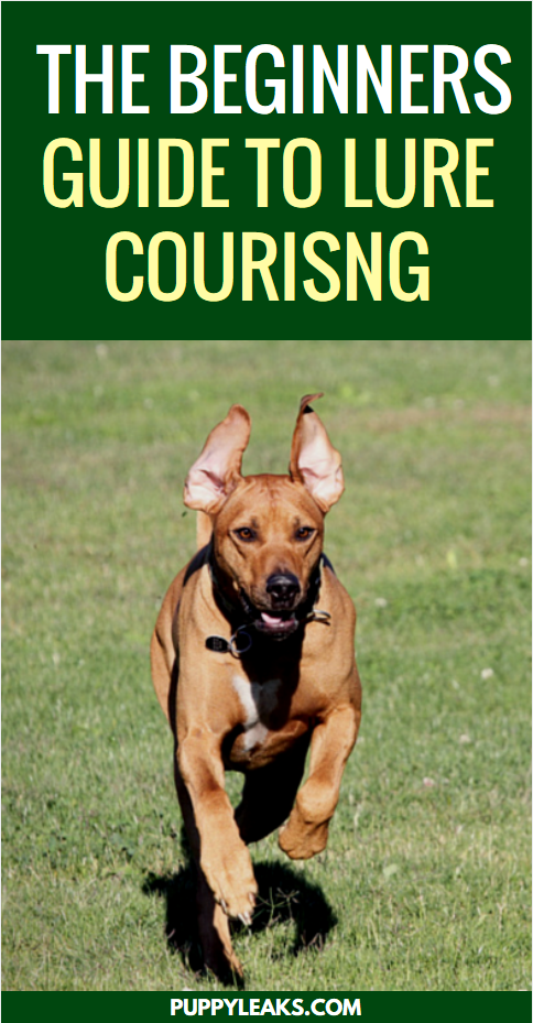 The Beginners Guide to Lure Coursing