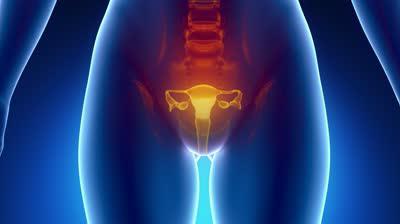 анатомия женской репродуктивной системы