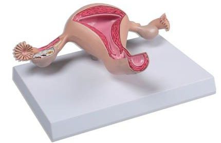 анатомия женских органов
