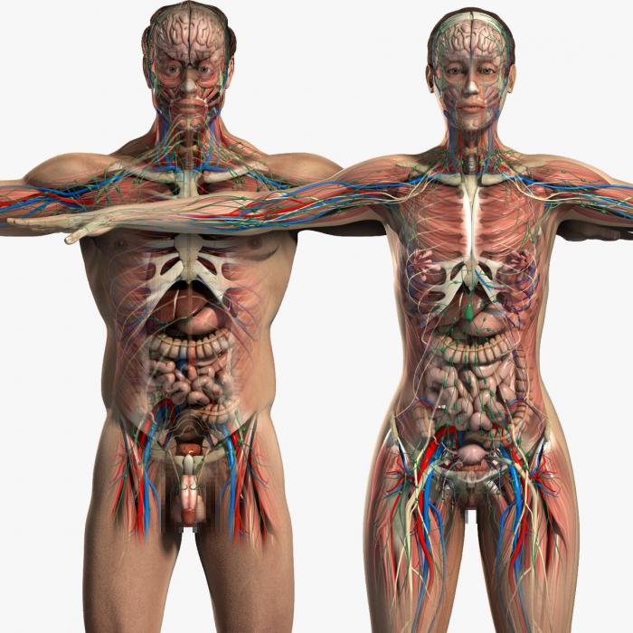 анатомия женских половых органов